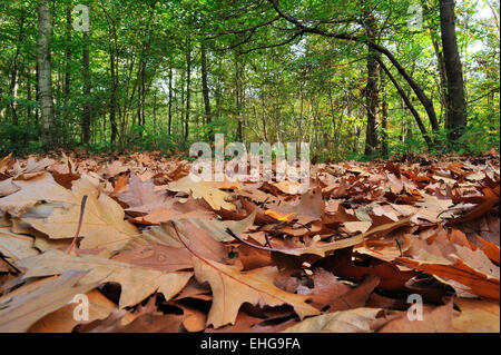 Roteiche / Meister Eiche (Quercus Rubra / Quercus Borealis) Blätter im Herbst auf den Waldboden gefallen Stockfoto