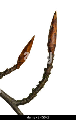 Buche / Rotbuche (Fagus Sylvatica) schließen sich der Zweig mit Knospen vor weißem Hintergrund Stockfoto