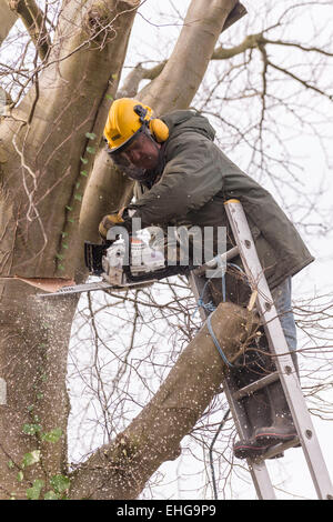 Baumpfleger in Schutzkleidung in Blutbuche trimmen wieder große Äste im zeitigen Frühjahr. Stockfoto