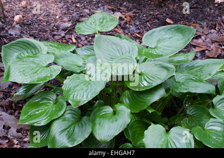 Hosta Telekie Stockfoto