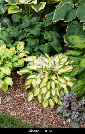 Hosta Inselcharme Stockfoto