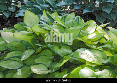 Hosta-Janet Stockfoto