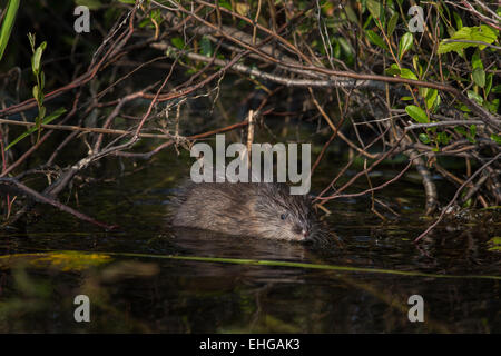 Bisamratte Stockfoto