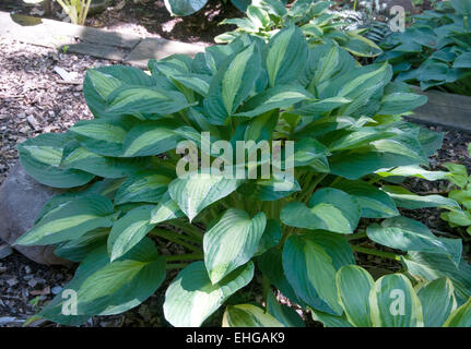 Hosta Striptease Stockfoto