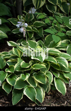 Hosta breiter Krempe Stockfoto