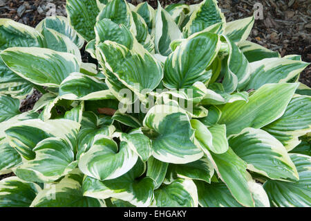 Hosta Wintergreen Stockfoto