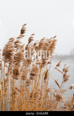 Misty Lake. Landschaft mit einem Stock Stockfoto