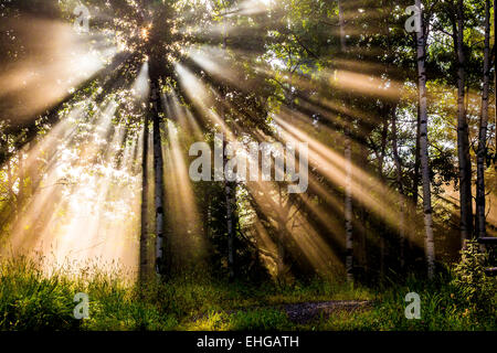 Morgenlicht filtert durch den Wald in der Nähe von Bragg Creek, Alberta Stockfoto