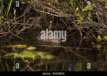 Bisamratte Stockfoto