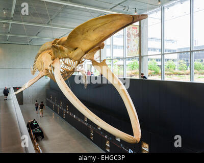 Blauwal Skelett im Atrium der Beaty Biodiversität Museum (2010), der Universität von British Columbia, Vancouver, Kanada Stockfoto