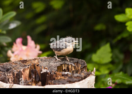 Junge Nuthatche Stockfoto