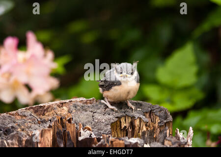 Junge Nuthatche Stockfoto