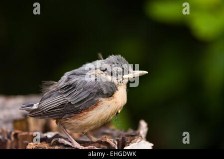 Junge Nuthatche Stockfoto