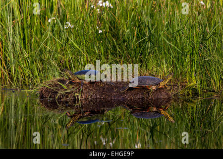 Gemalte Schildkröten in der Sonne aalen Stockfoto