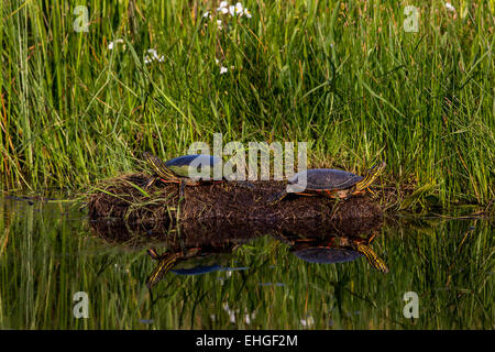 Gemalte Schildkröten in der Sonne aalen Stockfoto