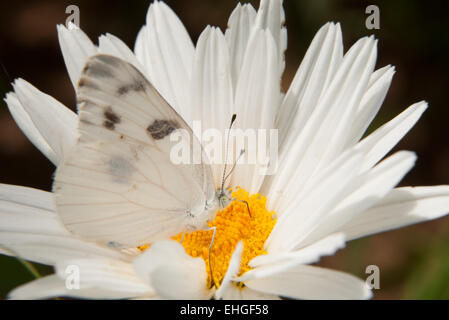 Karierte White Butterfly getarnt auf weiße Shasta Daisy Blume Stockfoto