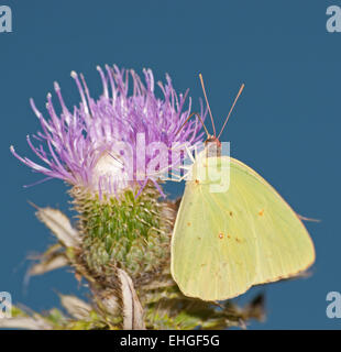 Wolkenlosen Schwefel Schmetterling Fütterung auf eine Distel Blume gegen blauen Himmel Stockfoto