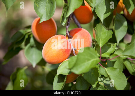 Aprikosen auf einem Baum wachsen. Stockfoto