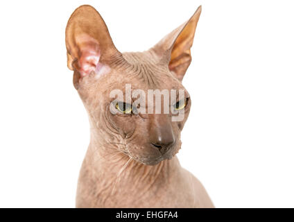 Don Sphynx auf isolierte weiß Stockfoto