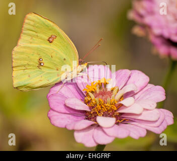 Leuchtend gelbe wolkenlosen Schwefel, Phoebis Sennae Schmetterling Stockfoto