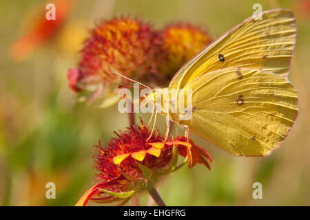 Schwefel-Schmetterling auf einer indischen Decke Blume getrübt Stockfoto