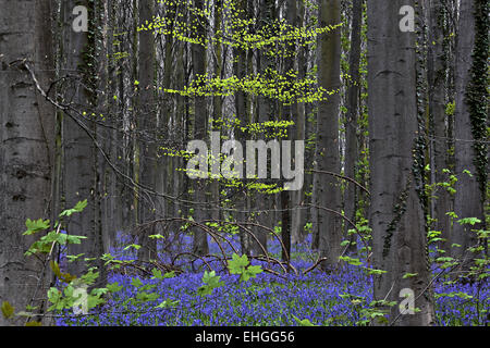 Glockenblumen in Strand Wald, Halle, Belgien Stockfoto