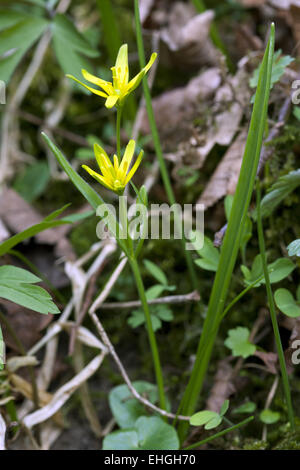 Gelbe Star-of-Bethlehem, Gagea lutea Stockfoto