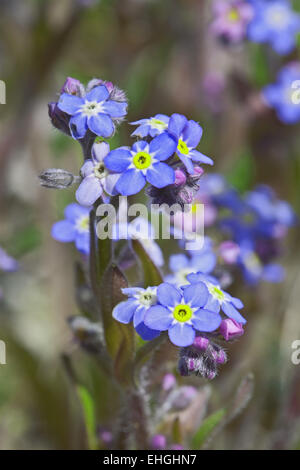 Myosotis Sylvatica, Holz-Vergissmeinnicht Stockfoto