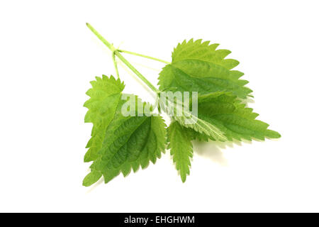 frische Brennnessel Stockfoto