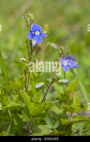 Gamander-Ehrenpreis, Veronica chamaedrys Stockfoto