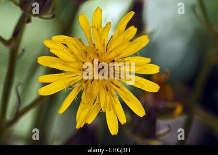 Rough Hawksbeard, Crepis biennis Stockfoto