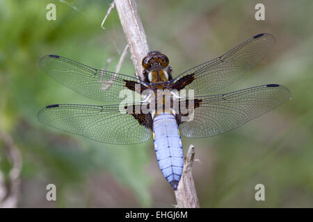 Libellula Depressa, breit-bodied Chaser Stockfoto