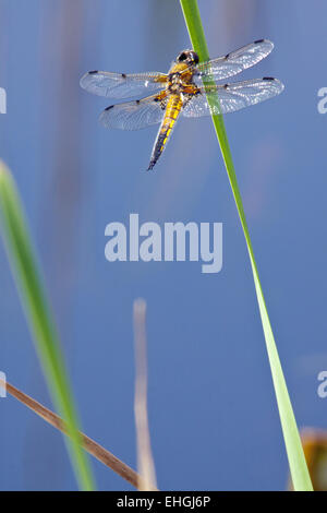 Vier-spotted Chaser, Libellula quadrimaculata Stockfoto