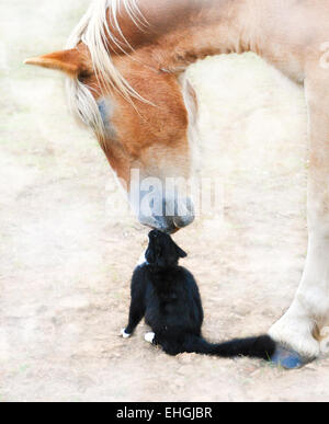 Verträumte Bild Freunde Nase an Nase - große belgische Zugpferd und eine kleine schwarze Katze Stockfoto