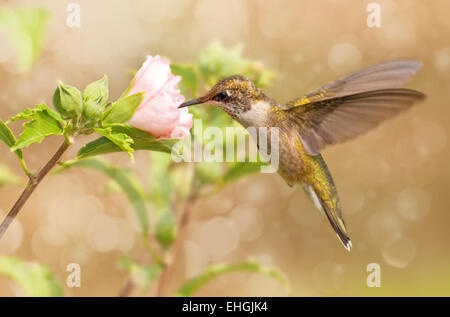 Verträumte Bild von einem jungen männlichen Kolibri schwebt Stockfoto