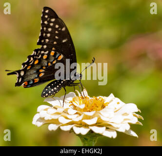 Papilio Polyxenes IV, östlichen schwarzen Schwalbenschwanz Schmetterling ernähren sich von blass gelbe Zinnie Stockfoto