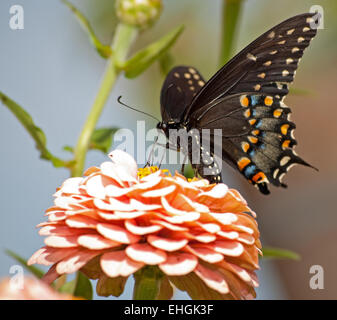 Östlichen schwarzen Schwalbenschwanz Schmetterling Fütterung auf rosa Zinnia im Garten Stockfoto