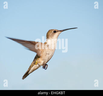 Frau Ruby – Throated Kolibri im Flug gegen blauen Himmel Stockfoto