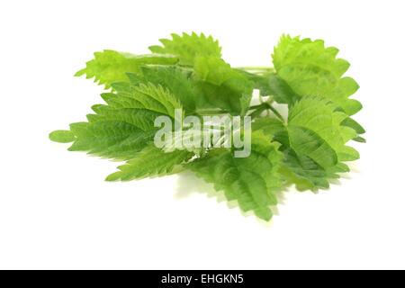 frische grüne Brennessel Stockfoto