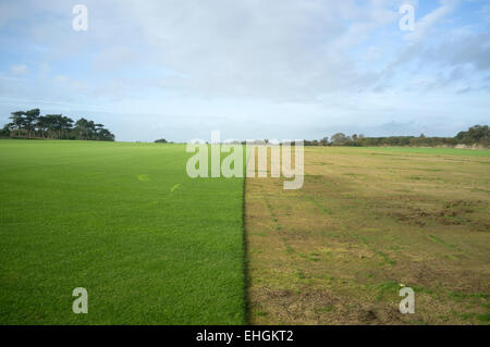 Kommerziell angebauten Rasen teilweise genommen-Up, Bawdsey, Suffolk, UK. Stockfoto