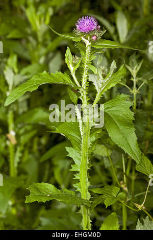 Blütenstandsboden Personata, große Sumpf Distel Stockfoto