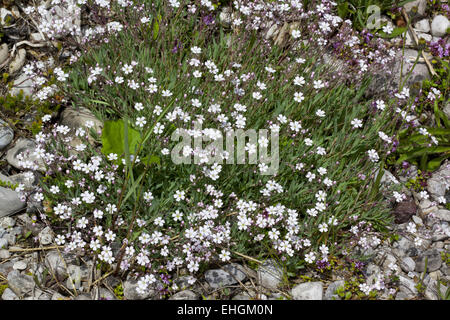 Feld Vogelmiere, Cerastium arvense Stockfoto