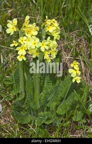 Primula Veris, Schlüsselblume Stockfoto