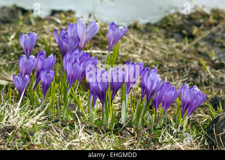 Frühlings-Krokus, Crocus Vernus, Wildblumen Stockfoto