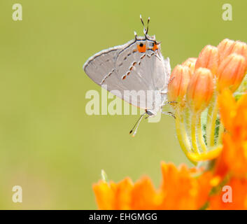 Winzige graue Zipfelfalter, Strymon Melinus auf Asclepias Tuberosa Bloom Hintergrund sommergrün Stockfoto