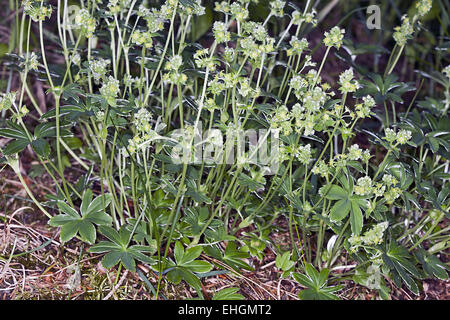 Alpine Frauenmantel, Alchemilla alpina Stockfoto