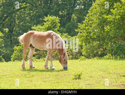 Blond belgische Zugpferd im grünen Frühling Weide grasen Stockfoto