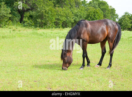 Dunkle Bucht Pferd Weiden auf saftigen grünen Frühling Rasen Stockfoto