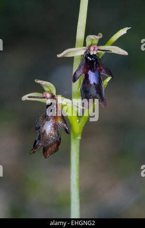 Orchidee, Ophrys Insectifera fliegen Stockfoto