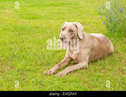 Weimaraner Hund ruht auf grünen Frühling Wiese Blick auf den Betrachter Stockfoto